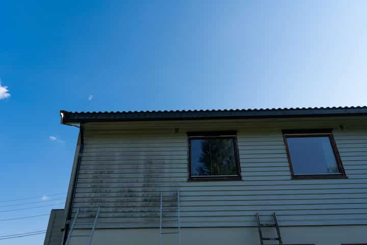 mold removal companies edgewater